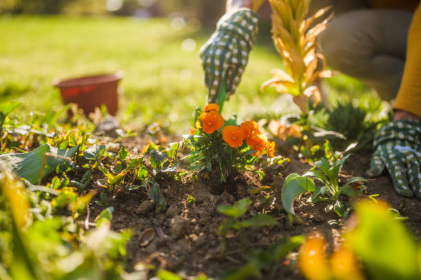istock Senior woman gardening 2149521412