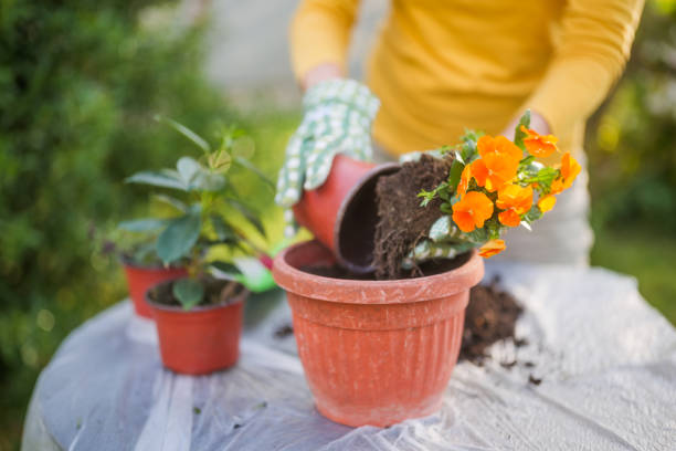 istock Senior woman gardening 2149521453