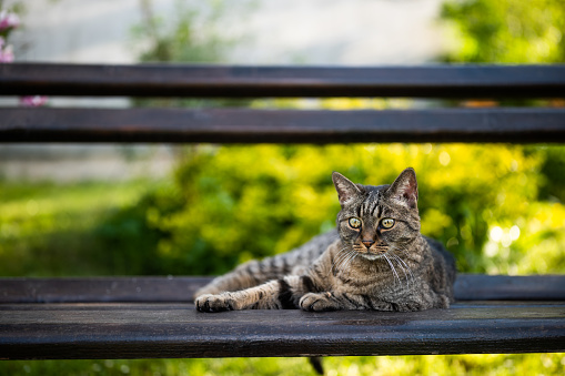 Beautiful domestic cat enjoys resting on bench in garden.