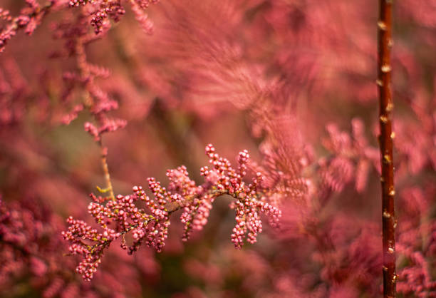 istock saltcedar pink tamarisk 2149521625