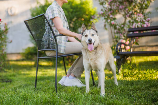 istock Husky dog enjoys in yard with his owner 2149521668