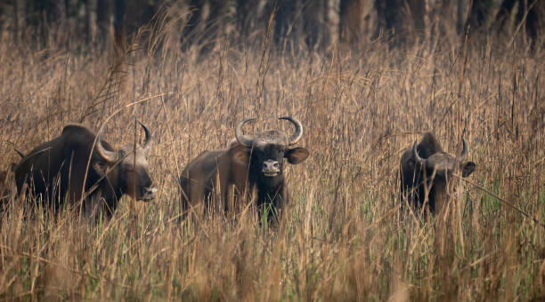 istock Wild Gaur or Buffalo 2149521760