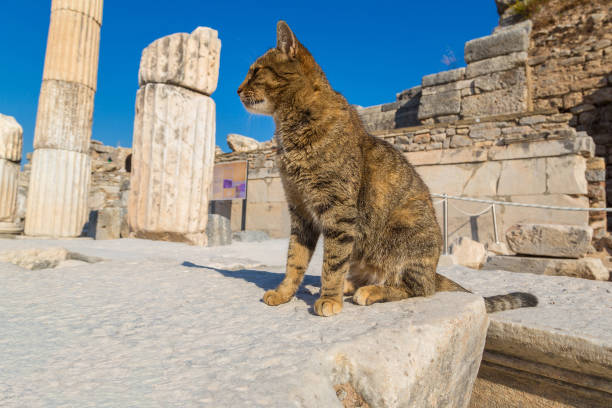 View at Cat on Ruins of the ancient city Ephesus, the ancient Greek city in Turkey, in a beautiful summer day