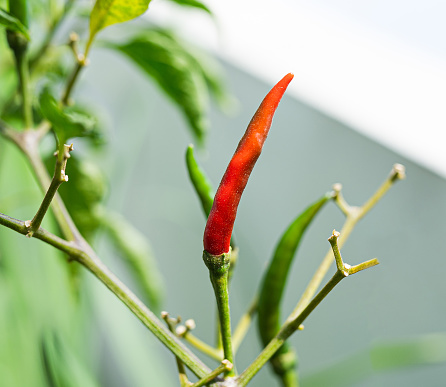 Vibrant Red Hot Pepper Plant with Leaves Closeup