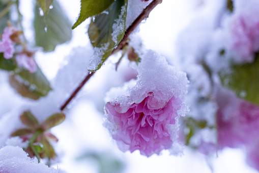 Rose in the snow 