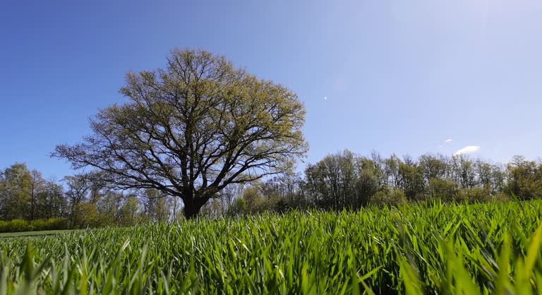 A single tall oak in a field with green grass