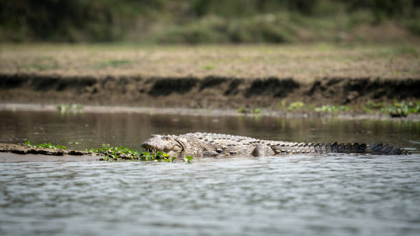 istock Muggar Crocodile in the River 2149524192