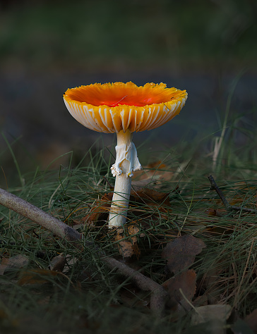 Amanita muscaria in the adult stage.