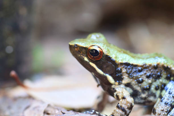 istock Okinawa tip-nosed frog (Odorrana narina) in Japan 2149525673