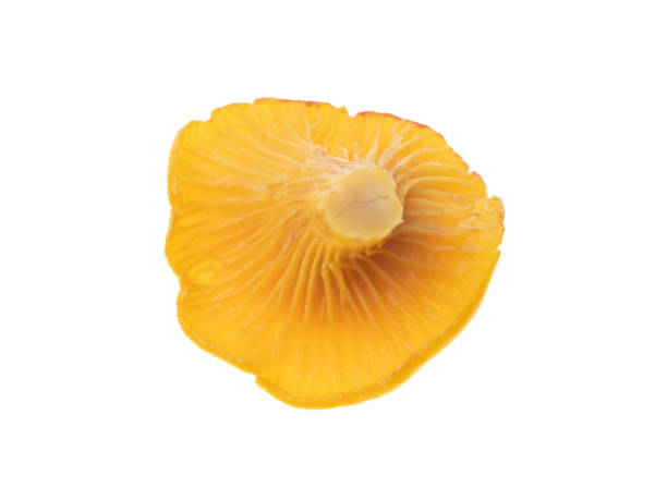Yellow chanterelle mushrooms isolated on white background.