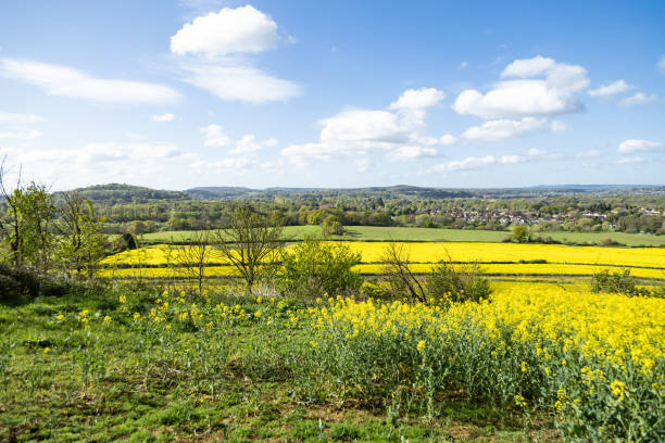 istock Rapeseed field Surrey England 2149526259