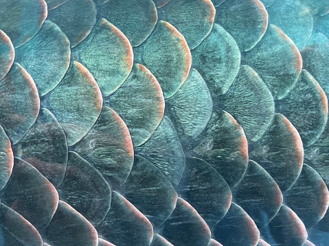Closeup of Fish body scales have a wonderful patterns which shows uniformity and conformance.\n\nThis was photographed in an aquarium
