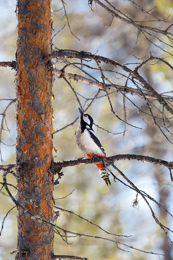 Great spotted woodpecker sits on a larch branch, looking up.