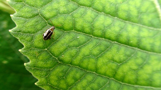 Kingdom: Animalia Phylum: Arthropoda Subphylum: Hexapoda Class: Insecta Subclass: Pterygota Infraclass: Neoptera Superorder: Neuropterida Order: Coleoptera Linnaeus, 1758 insect beetle - Coleoptera