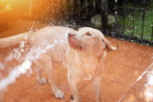 Spray water on labrador dog fur with hose in backyard home background