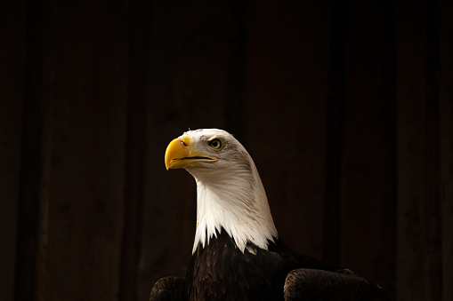 A portrait of a staring Bald Eagle against a black background ideal for caption.