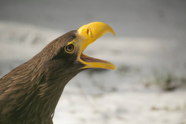 Head of steller's sea eagle on snow background