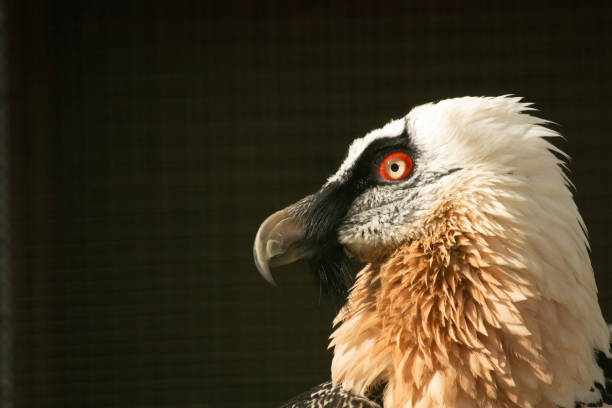 istock Lammergeyer or Bearded Vulture (Gypaetus barbatus) 2149528626