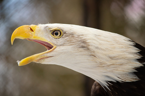 Portrait of an American female Bald Eagle nature backgraund