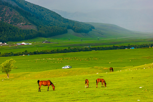 Horses peacefully grazing in a grassy field surrounded by stunning mountains under a clear blue sky, creating a picturesque natural landscape
