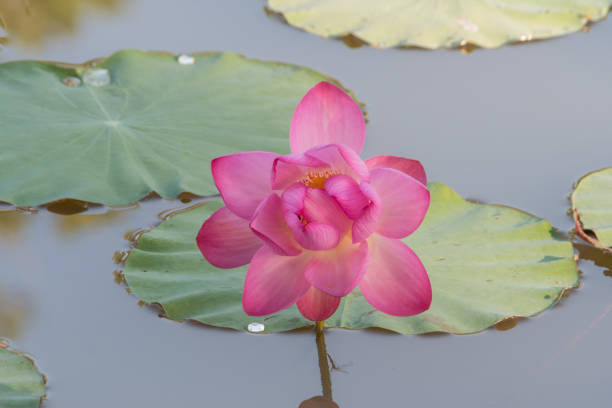 The lotus flower in full bloom.