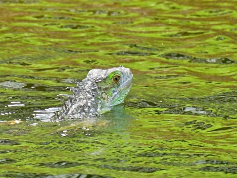 Green Iguana - profile
