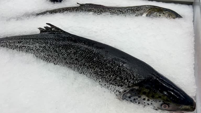 Fresh salmon on ice in supermarket