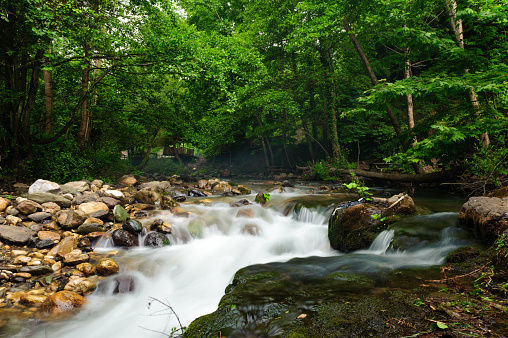 Serene Forest Stream with Smooth Flowing Water Over Rocks