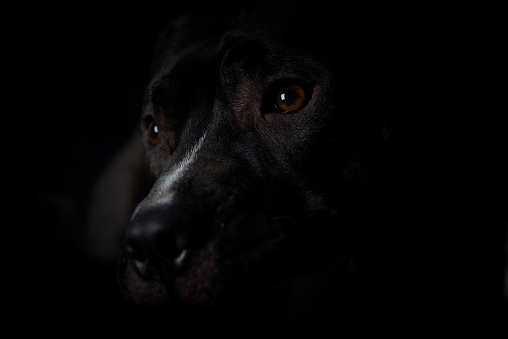 American pit bull terrier on dark background. Close up. Copy space.