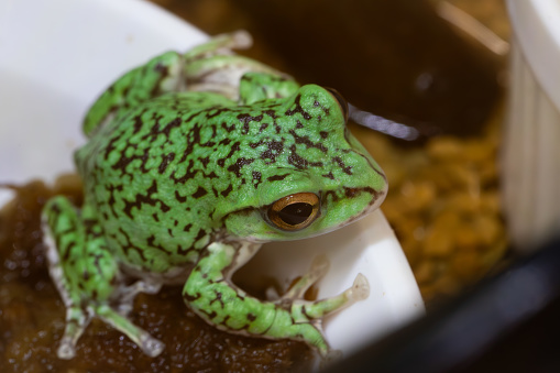 Zhangixalus arboreus, also known as the forest green tree frog and Kinugasa flying frog, is a species of frog in the family Rhacophoridae endemic to Japan, where it has been observed on Honshu island, as high as 2000 meters above sea level.