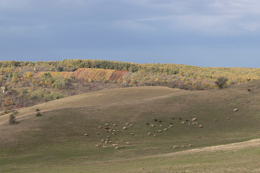 sheep near Eger, Matra a Bukk mountains, Heves, Hungary