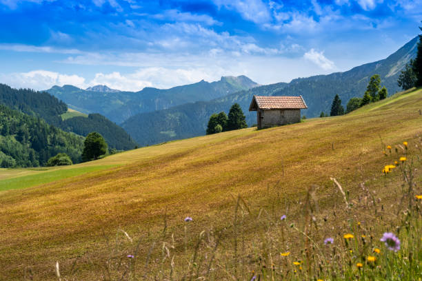 Small cabin hut on meadow, Bad Hindelang, Bavaria, Germany. Beautiful view over grasslands towards alps, framed by colorful blooming flowers