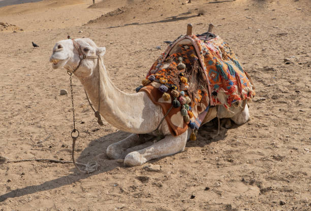 Camels saddled and resting before tourist rides around Giza Pyramids