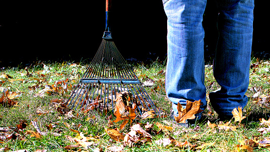Legs of a man and head of a leaf rake on a lawn about to be raked.