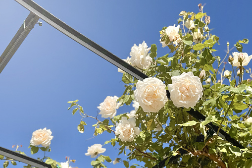 A white rosebud branch in close-up wraps around an iron pillar, set against the backdrop of a clear blue  sky. Copy space.