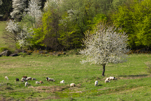 Sheep and goat herd in Polana mountains, Slovakia