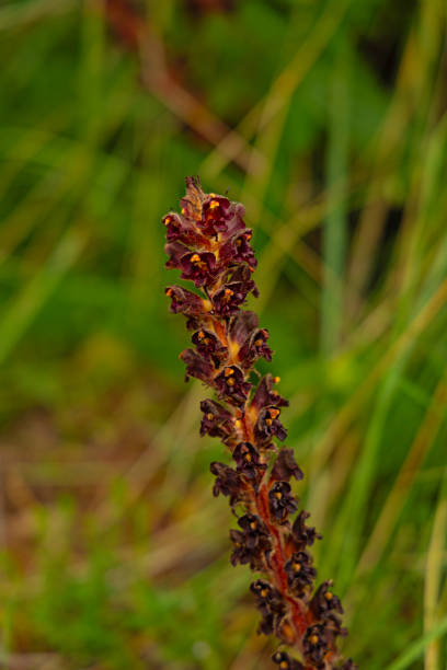 beautiful flowering red broomrape bloom in Sicily