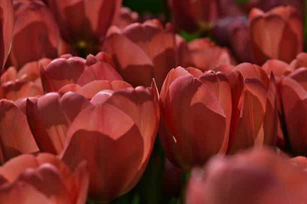 istock Tulip in the garden 2149532943
