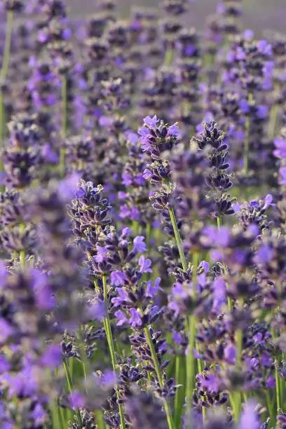 field, lavender, plant, aroma, honey
