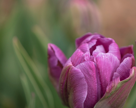 tulip, garden, purple, water, leaf