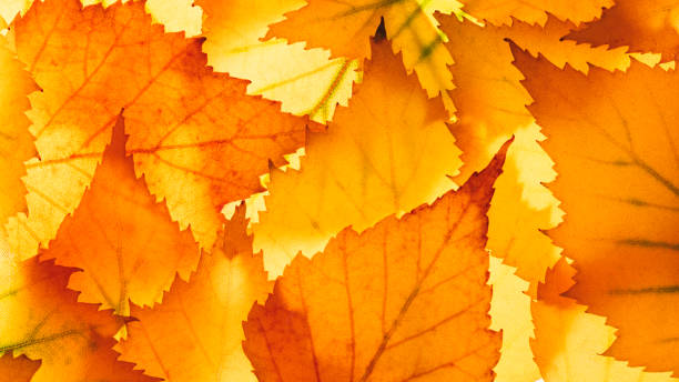 istock Autumn leaves on the sun. 2149533264