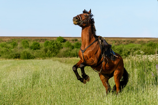 The stallion is brown in a green field.