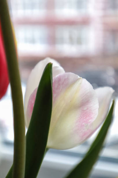 The beautiful tulip macro shot.