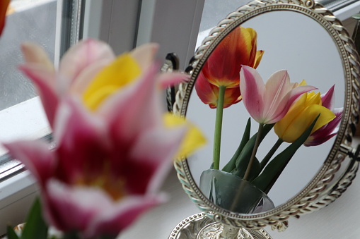 Tulip in reflection of mirror. Mirror and flowers.