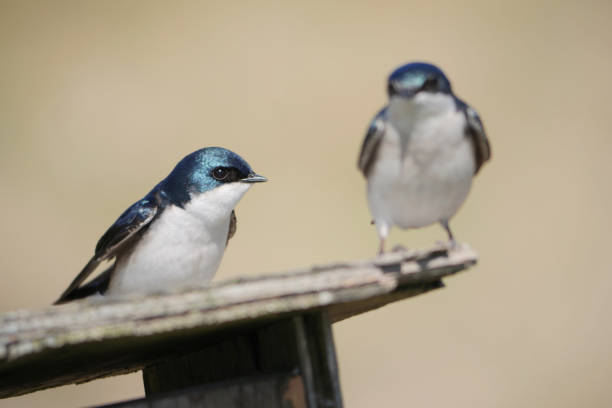 Pair of Barn Swallows care for their young fledgling by carrying large feathers to build a nest inside wooden birdhouse.
