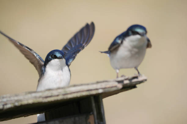 istock Tree swallows perched on a birdhouse at the Pitt River Dike Scenic Point 2149534397