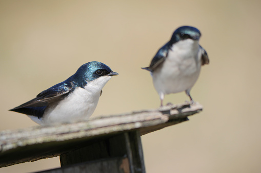 Tree swallows perched on a birdhouse during a spring season at the Pitt River Dike Scenic Point in Pitt Meadows, British Columbia, Canada.