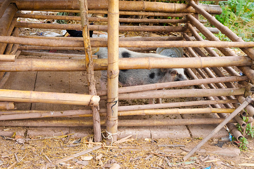 Thai pig on farm in Chiang Rai province