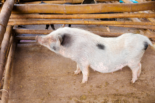 Sideview of Thai pig on farm in Chiang Rai province