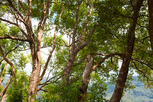 Treetops of trees in Pang Kha area in north Thailand near Phayao